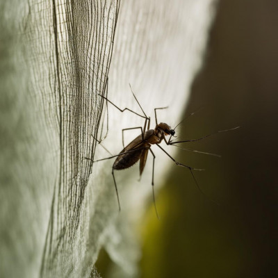 Москитная сетка - лучшее средство защиты от насекомых