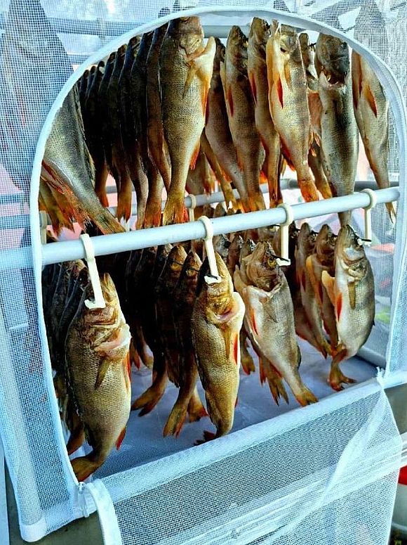 Сушилка для рыбы и мяса Куб 50 купить на betexmarket.ru